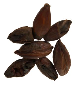 Briess Black (Patent) Malt 50 lb Sack